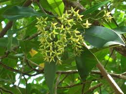 Image result for Rhizophora racemosa