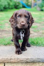 How people and their new dogs navigated change during the pandemic