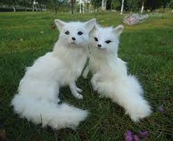 Artificial Animal Fox Arctic Fox Plush Pet Fox Baby Decoration Birthday Gift Model Decoration Toys Gift Business Toy Earringsgift Toys For Kids Aliexpress