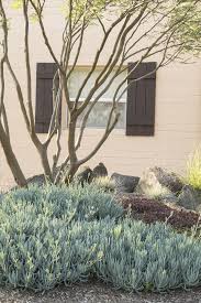 Image result for Senecio forbesii