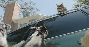 Maybe you would like to learn more about one of these? Animal Damage And Auto Insurance Farmers Insurance
