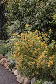 Image result for Asclepias curassavica