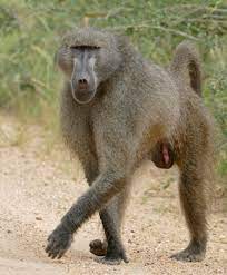 Central yellow baboon, papio cynocephalus cynocephalus. Chacma Baboon Wikipedia