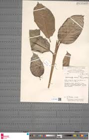 Image result for Hypselodelphys scandens