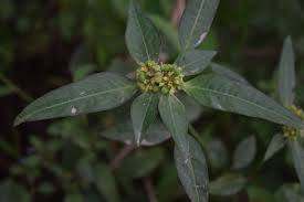 Image result for Euphorbia heterophylla