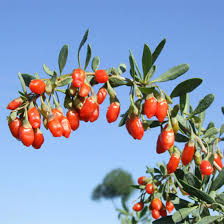 Sweet lifeberry® lycium barbarum 'smndsl'. China Goji Berry Flavour Powder Freeze Dried Wolfberry Powder Organic Lycium Barbarum Powder Lycium Chinense Extract China Wolfberry Freeze Dried Powder Lycium Chinense Extract