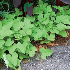 Image result for Ipomoea venosa