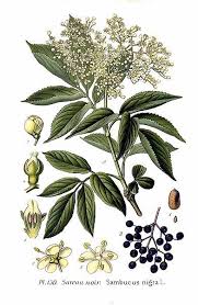 Elder A Love Story Plant Drawing Botanical Art Elderberry Flower