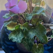Image result for Cyclamen parviflorum