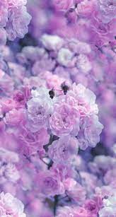 Pink Roses Hd Wallpaper Purple Flowers Wallpaper Purple Wallpaper Nature Wallpaper