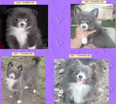 How do i know when my pomeranian is going through the pom puppy uglies? Carissa Pet Shop Posts Facebook