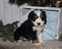 This puppy is a crossing of bernese mountain dog girls with toy poodle or miniature poodle boys. Janelle F1 Mini Bernedoodle Puppy For Sale In Millersburg Oh Happy Valentines Day Happyvalentinesday2016i