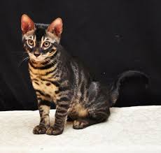 Bengal cats are known for their distinctively patterned fur, which is short, silky, and often sparkles at the tips when the light hits it the right way. Charcoal Bengal Cats Charcoal Bengal Cat Information Resource Website Bengal Cat Pretty Cats Tabby Cat