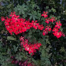 Check spelling or type a new query. Tropaeolum Speciosum Flame Nasturtium In Gardentags Plant Encyclopedia