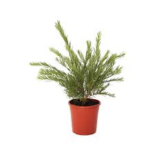 Plus i answer a question about making a philodendron fuller, and we hear from listener greg. 200mm Callistemon Dawson River Weeper Bottlebrush Callistemon Viminalis Bunnings Australia