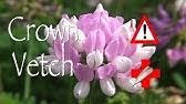 Maybe you would like to learn more about one of these? How To Kill Crown Vetch 3 Steps Youtube