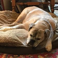 Is a boxer a good family dog? Boxers To The Rescue Boxer Rescue Adoption Inc Home Facebook