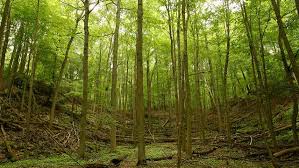 Man says he lived in woods, hid for 10 years to escape 'controlling' wife