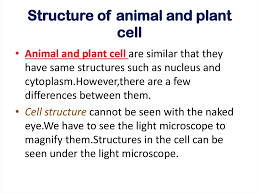 Plant cells are composed of cell walls and chloroplasts; Cell Organization Online Presentation