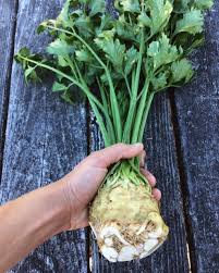 Image result for Apium graveolens