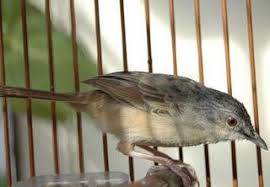 Gambar burung ciblek eurih jantan dan betina anakan.postur tubuh ciblek jantan lebih besar dibandingkan dengan postur tubuh ciblek betina. Pin Di Beda Asli Palsu