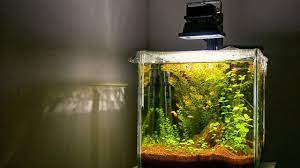 Low Tech Planted Aquarium Secret Revealed To Have Great Planted Tank Planted Aquarium Aquarium Low Tech