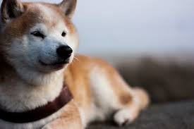Free and easy registration is very easy and free, just enter your doge address, you can get free dogecoin every second. Phemex Lists Doge Usd Doge Usdt Trading Pairs Gives Away 4 Million Tokens Munze Sehen Cryptocurrency Neueste Nachrichten Tagliches Bitcoin Altcoin Buzz