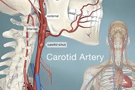 Image result for carotid artery