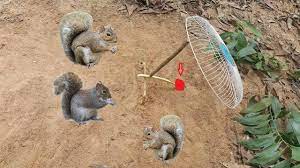 Should i use more than. How To Make Squirrel Trap Work 100 Awesome Quick Animal Trap Using Electric Fan Guard Youtube