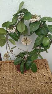 Hoya Motoskei Hoya Plants Plant Collection Plants