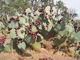 Although, world wide cultivation has made this less helpful for identification. October 2019 Connecting Country
