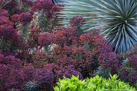Image result for Euphorbia epicyparissias