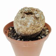 Image result for Coccinia mildbraedii