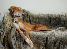 Image result for lurcher dog