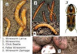 The beetles can cause your honeybee colony to get weak and swarm away from the beehive. Wireworm Prevention Identification And Control Luv2garden Com