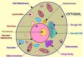 Thin layer of protein and fat that surrounds the cell is the cell membrane. Image Respiration Cytosol1322796395097 Thumb For Term Side Of Card Cellule Animale Physiologie Methodes D Apprentissage