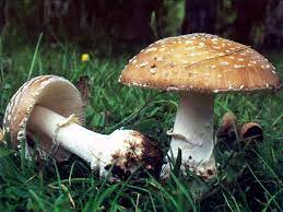Amanita Pantherina Panther Cap Mushroom Identification Trip Effects