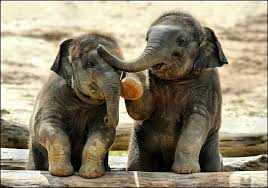 Maybe you would like to learn more about one of these? Restorapet On Twitter Cute Baby Animals Elephant Baby Animals