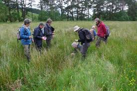 Dumfriesshire synonyms, dumfriesshire pronunciation, dumfriesshire translation, english dictionary definition of dumfriesshire. Dumfriesshire Botany Group In Moffatdale 30th June 2019 Swseic