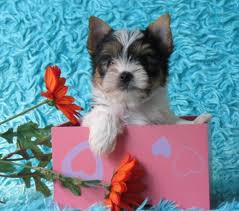Parti yorkie puppies for sale indiana. Teacup Yorkie Poo For Sale In Ky Pets Lovers