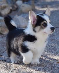 We did not find results for: Chihuahua Corgi Husky Mix Dog Breed Information Corgi Husky Mix Corgi Husky Cute Dogs Breeds