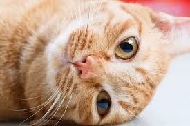 Your cat may be sneezing for any of many reasons. Cat Dry Nose Causes And How To Help Great Pet Care