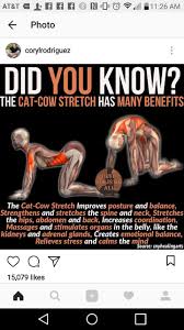 Lol What The Heck Cat Cow Stetch Funny Name Yoga Benefits Yoga Fitness Yoga Postures