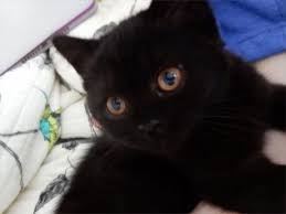Pin On Siyah Kedi