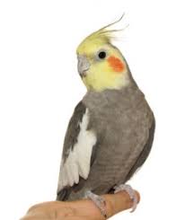 Now you can shop for it and enjoy a good deal on aliexpress! Cockatiel Sale Dubai Bird Abu Dhabi Sharjah Cockatiel Zoo And Pet