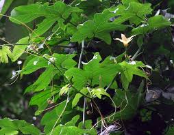 Image result for Eureiandra sp. A