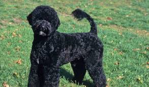 In particular, they thrive with training and are perfectly suited for obedience. Portuguese Water Dog Breed Information