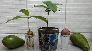 How To Grow Avocado Tree From Seed Youtube In 2021 Growing An Avocado Tree Avocado Tree Grow Avocado