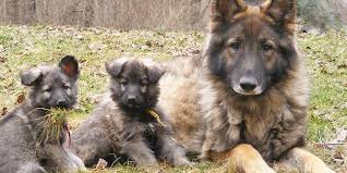 They might be better suited to a home with older children or. 10 Things You Didn T Know About The Shiloh Shepherd