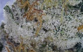 Our dispensary specializes in top grade flower and superior shatter. Elevated Llc Montana Marijuana Program Card Billings Mt